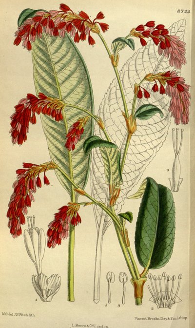 Polygonum griffithii de J.N. Fitch